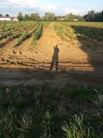 A rural landscape featuring extensive fields of crops in neat rows, likely during the afternoon, as indicated by long shadows. The fields are bordered by lush green foliage and trees in the background. Some houses with red roofs can be seen in the distance, adding a pastoral ambiance.
