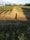 A rural landscape featuring extensive fields of crops in neat rows, likely during the afternoon, as indicated by long shadows. The fields are bordered by lush green foliage and trees in the background. Some houses with red roofs can be seen in the distance, adding a pastoral ambiance.