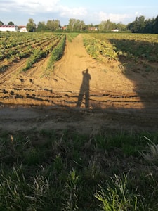 A rural landscape featuring extensive fields of crops in neat rows, likely during the afternoon, as indicated by long shadows. The fields are bordered by lush green foliage and trees in the background. Some houses with red roofs can be seen in the distance, adding a pastoral ambiance.