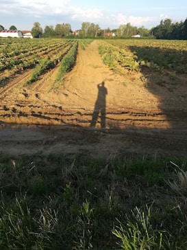 A rural landscape featuring extensive fields of crops in neat rows, likely during the afternoon, as indicated by long shadows. The fields are bordered by lush green foliage and trees in the background. Some houses with red roofs can be seen in the distance, adding a pastoral ambiance.