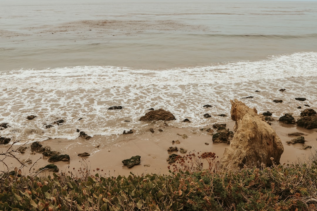 green grass on seashore during daytime