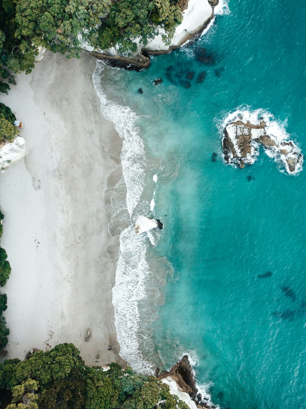 Veduta aerea di alberi verdi accanto allo specchio d'acqua durante il giorno