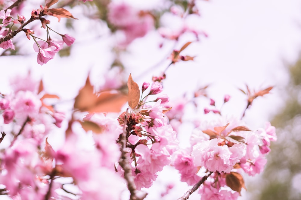 pink flowers in tilt shift lens