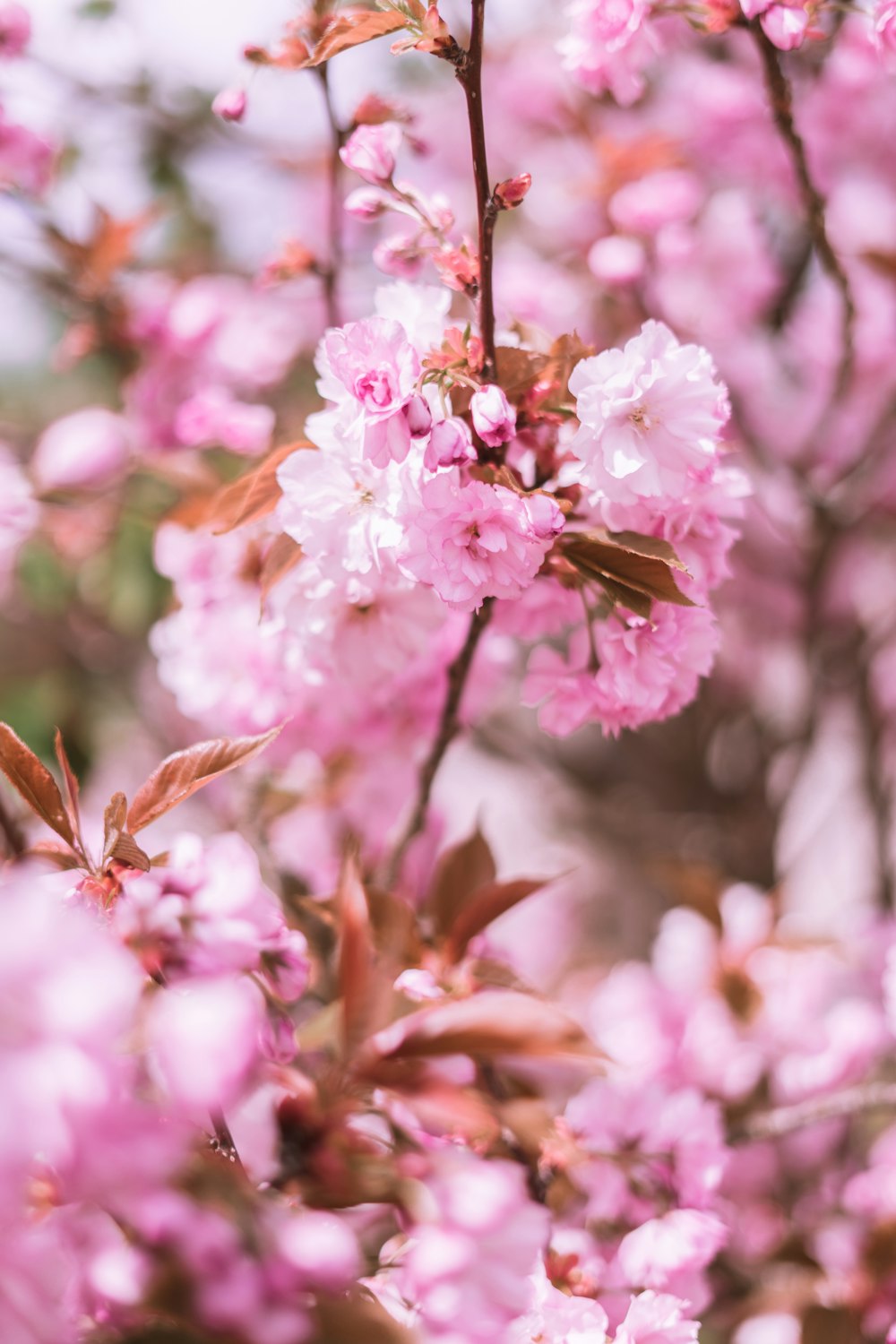 pink and white flower in tilt shift lens