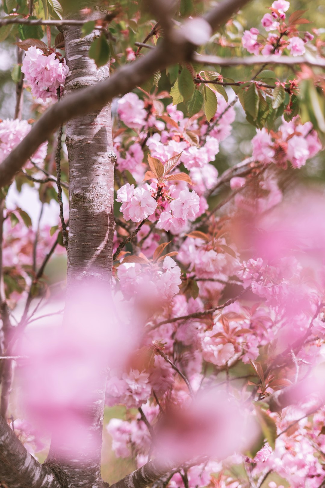 pink cherry blossom in close up photography