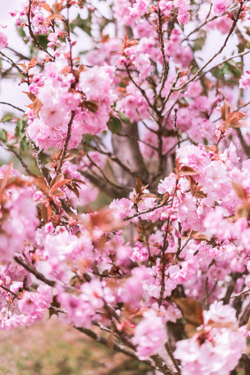 낮 동안 분홍색 벚꽃 나무