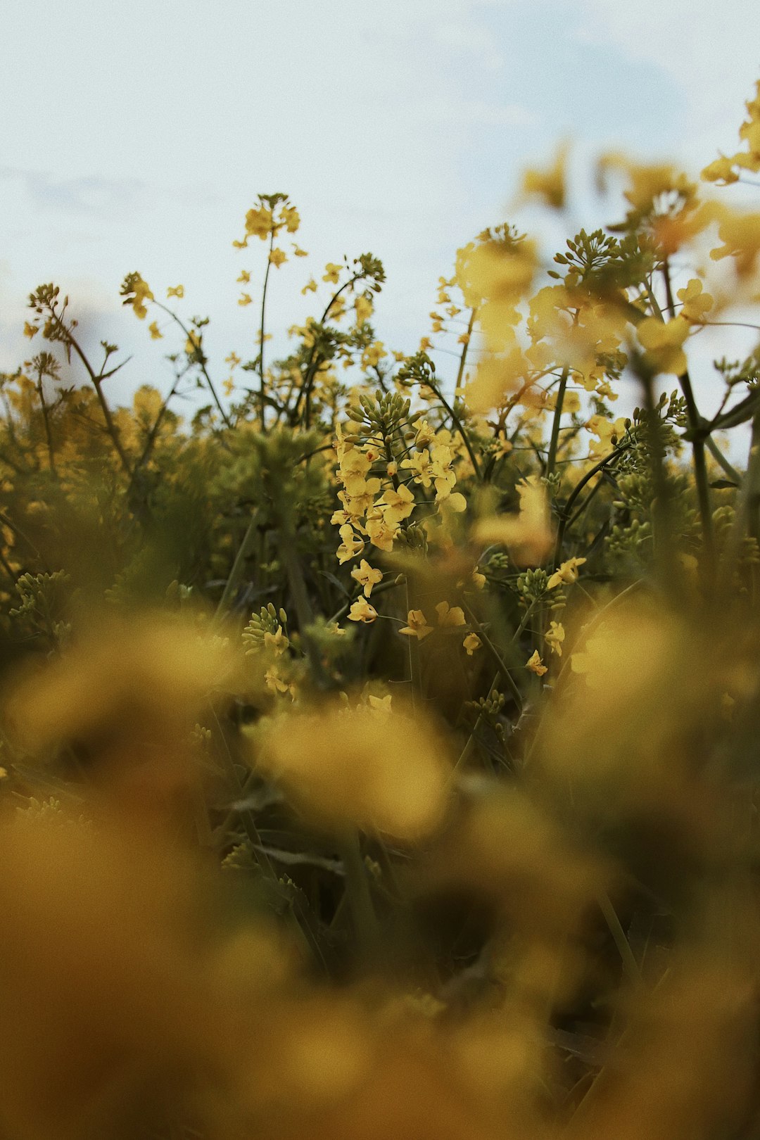 yellow flower field during daytime