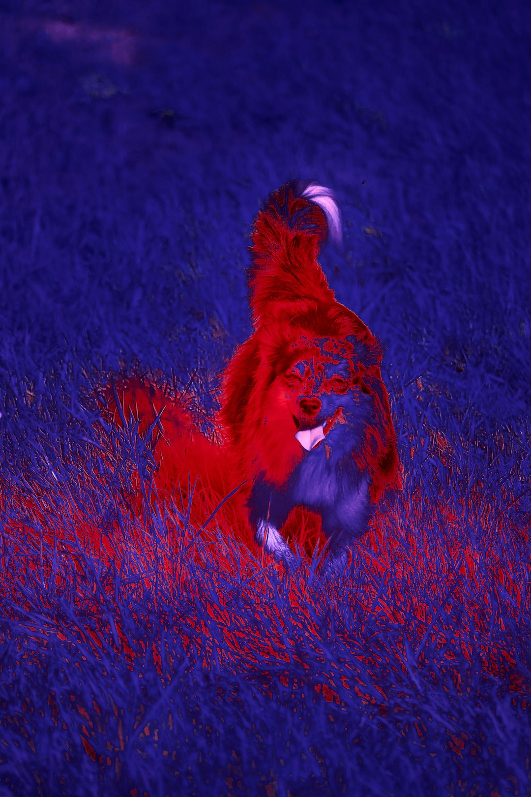 red and black long haired dog on green grass field during daytime