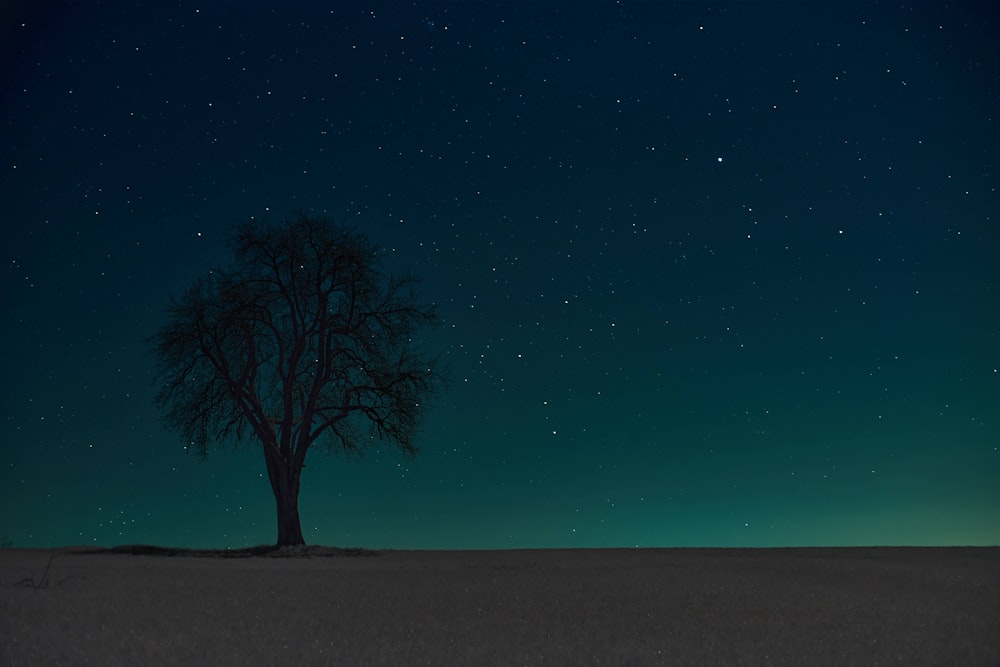 bare tree under blue sky during night time