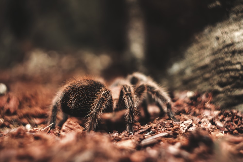 brown and black plant on brown soil