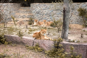 Three lions are resting in a natural enclosure surrounded by stone walls. The setting has grass, shrubs, and a few trees, and the lions are lying on the ground, with one lion prominently positioned in front of the others.