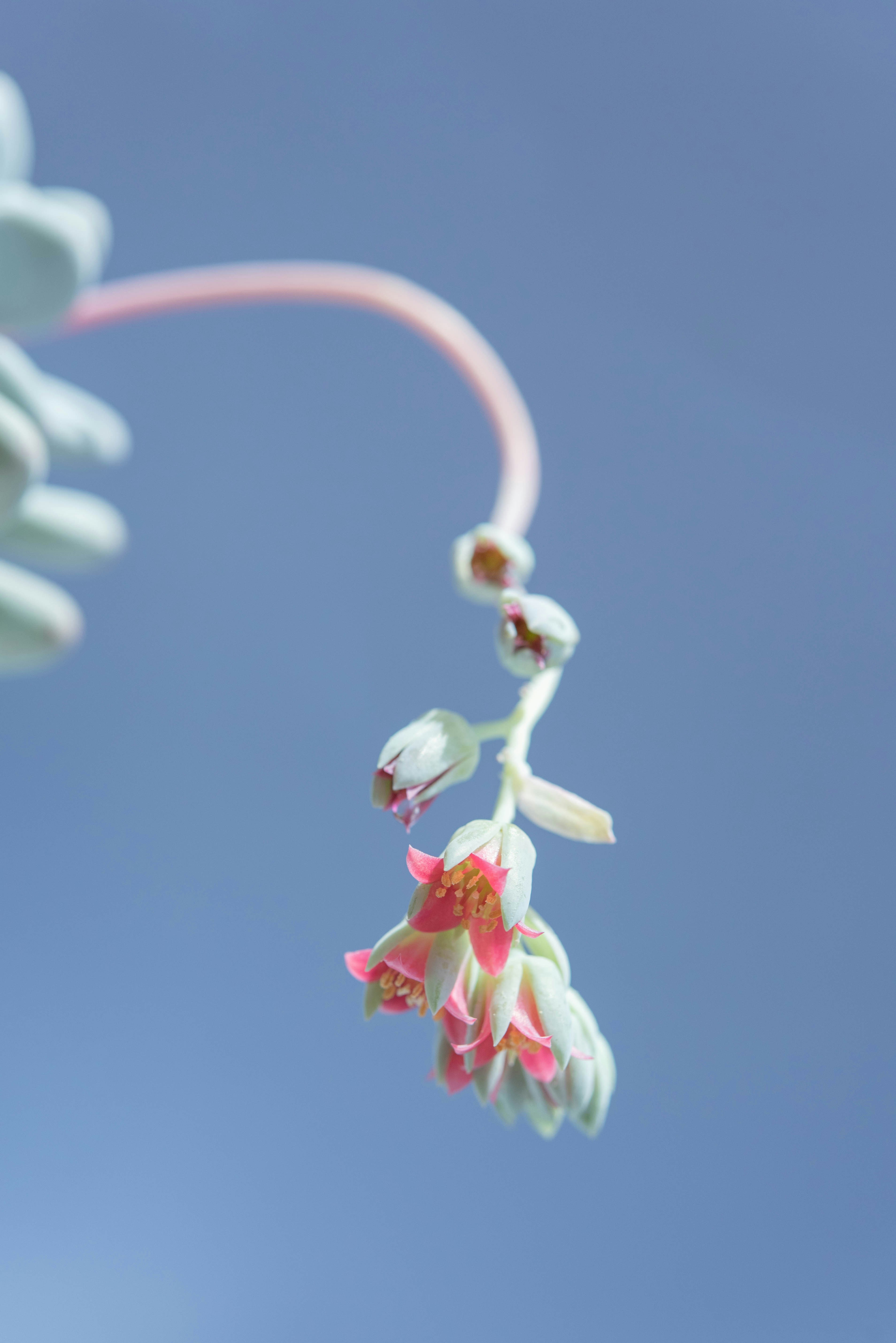 ECU Remapping - Custom Remaps versus Library Maps