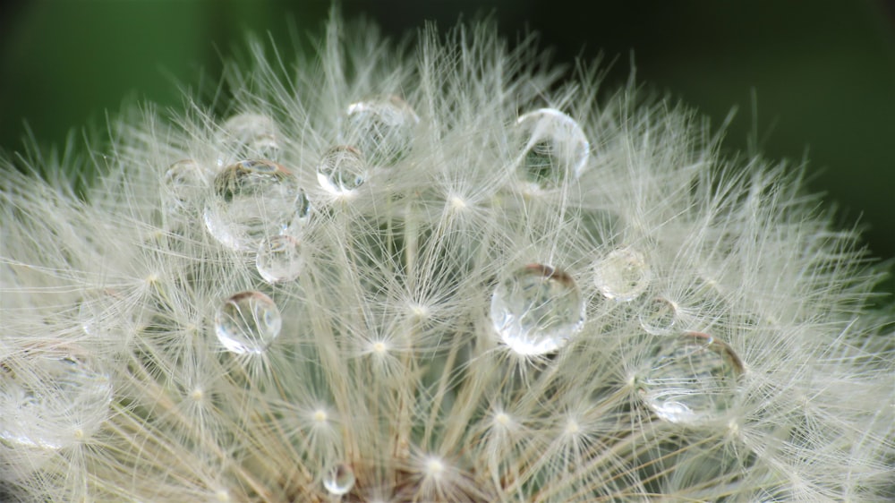 water droplets on white dandelion