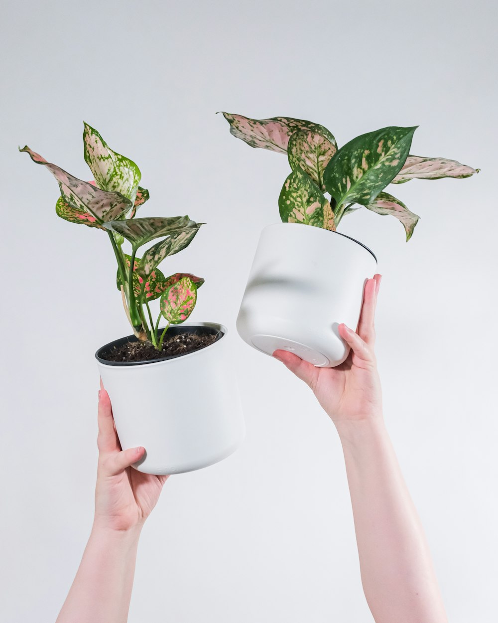 person holding white ceramic pot with green plant