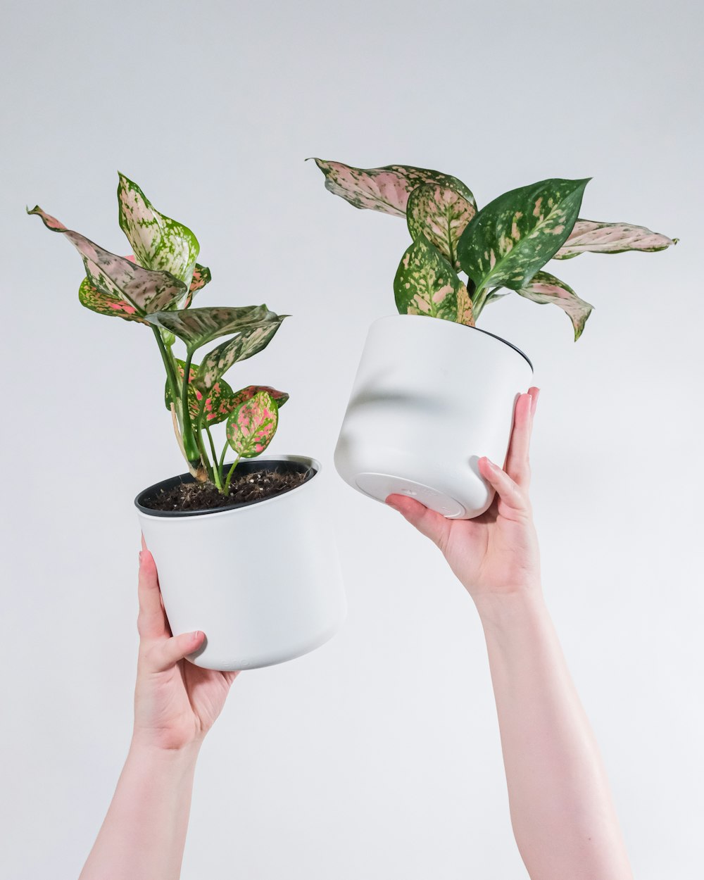 Persona sosteniendo maceta de cerámica blanca con planta verde