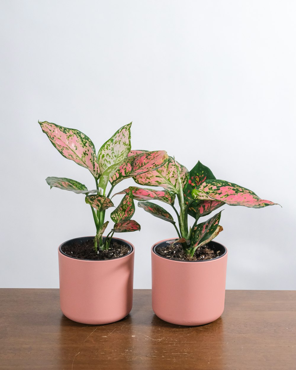 green and red plant on brown clay pot