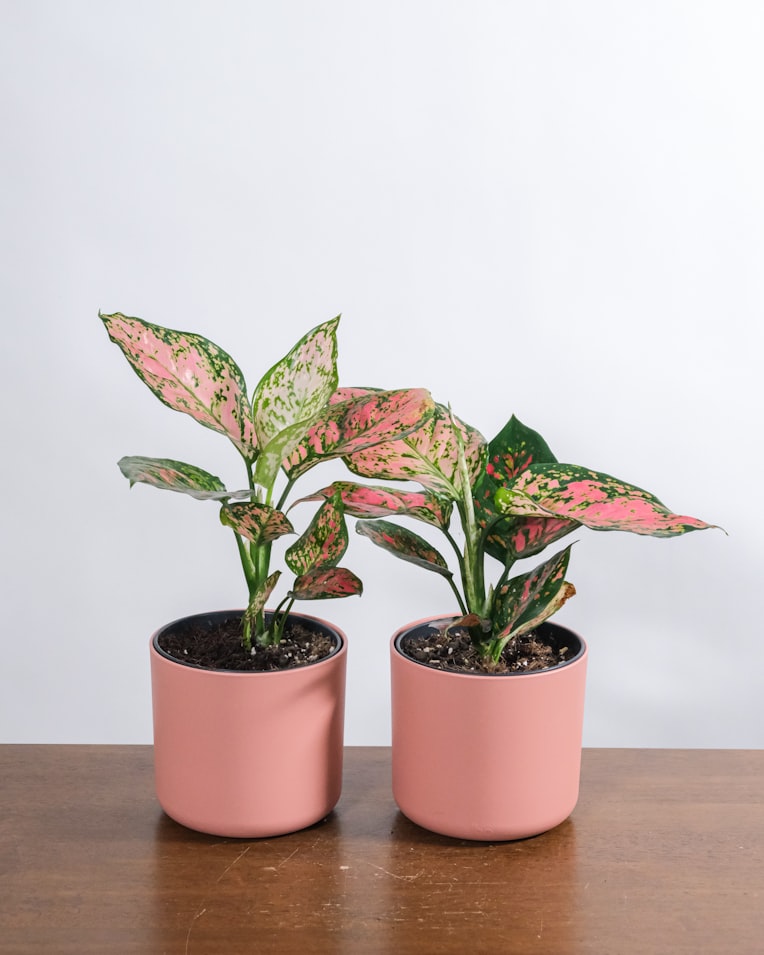 photo by Severin Candrian via unsplash.com - Low-light plants for office desk