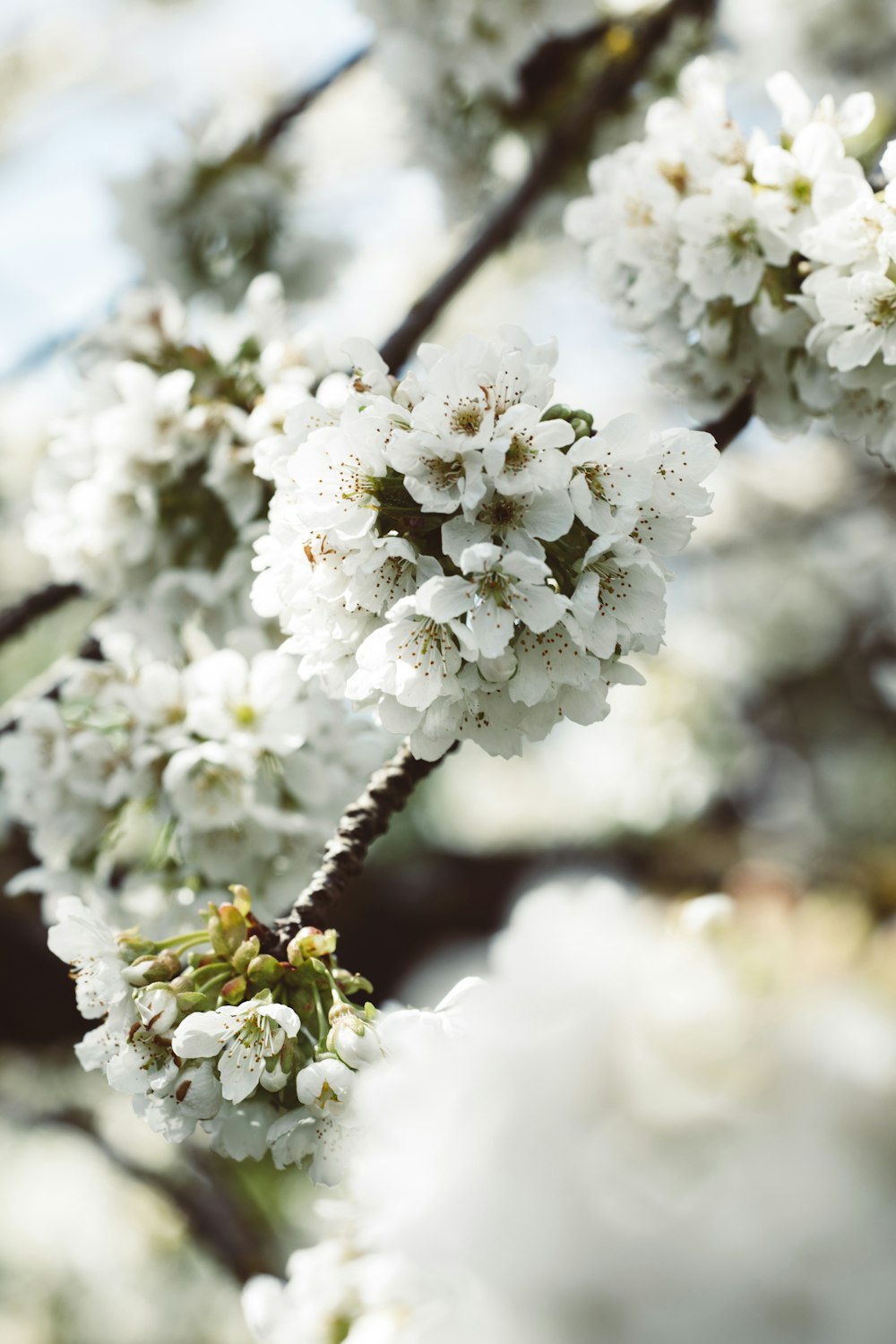 Weiße Kirschblüte in Nahaufnahmen