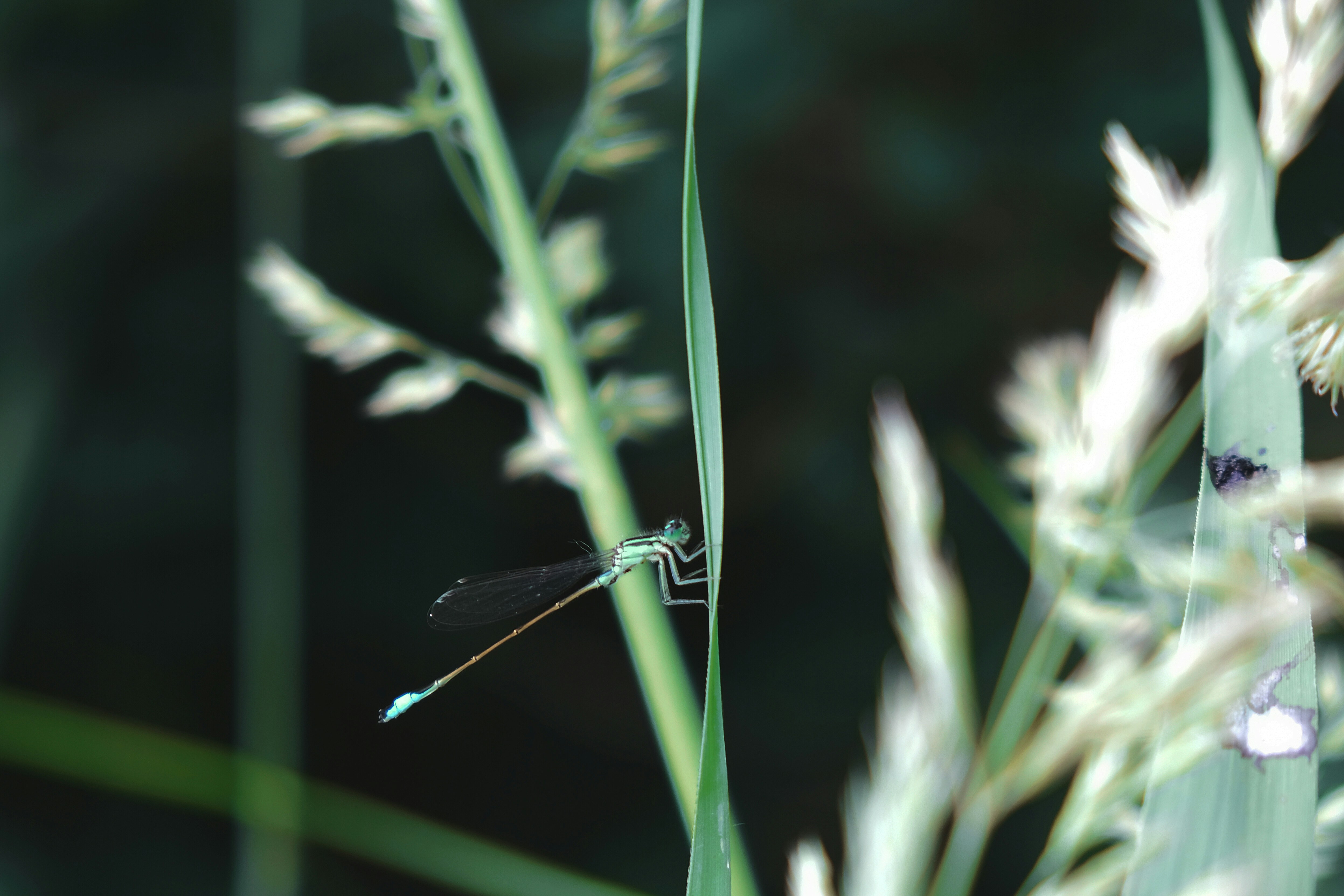 Photo by dpidhrushnyi