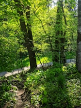 green trees and plants on the ground