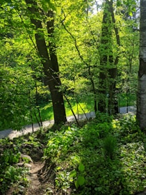 green trees and plants on the ground