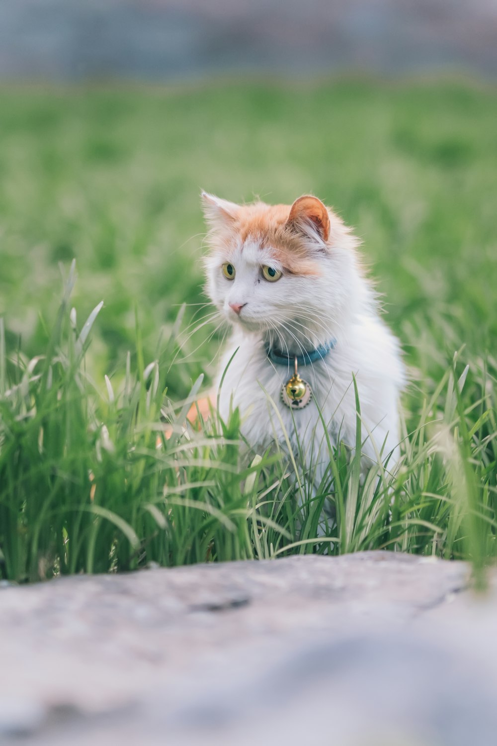 white and orange cat on gray concrete