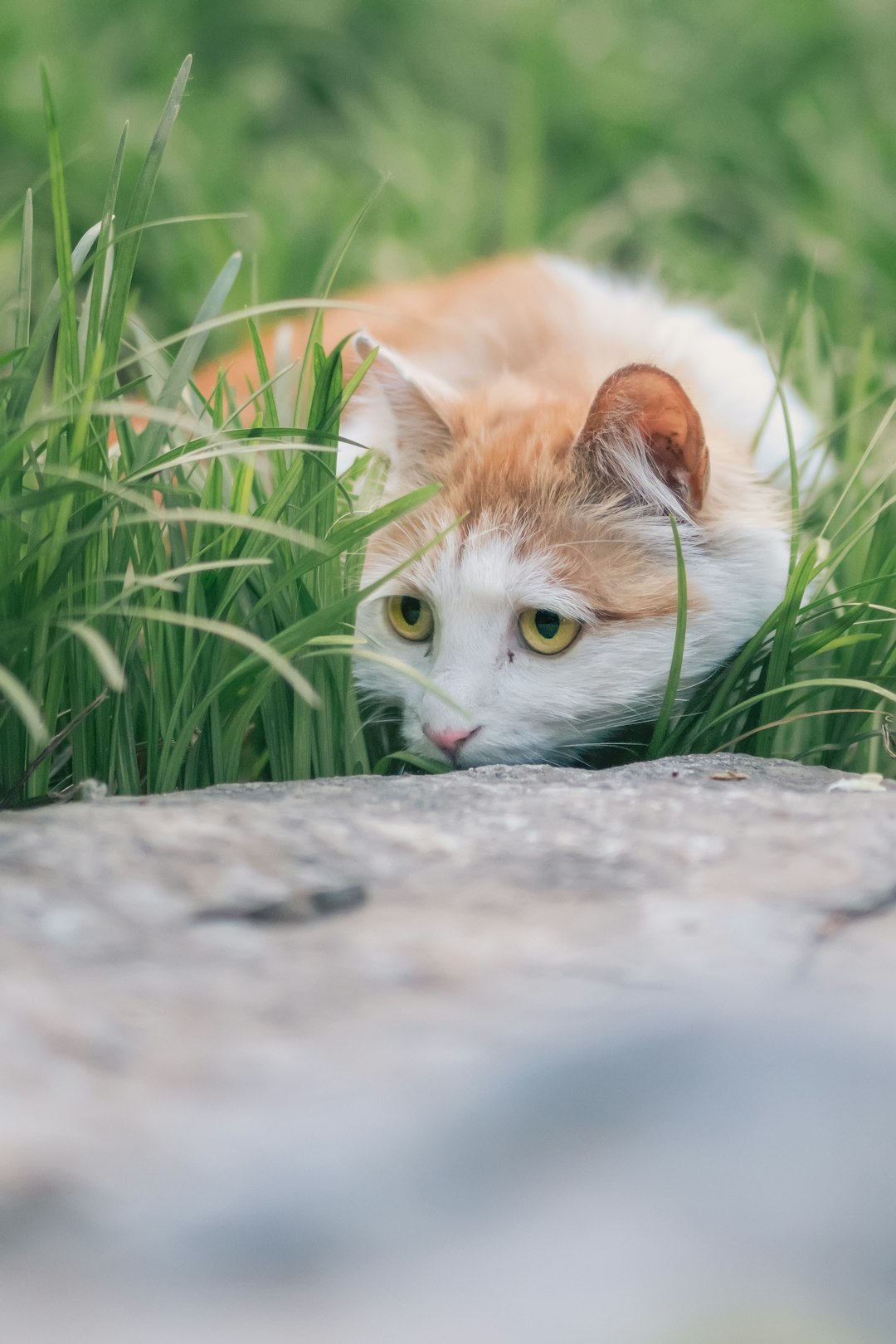 white and orange cat on gray concrete floor