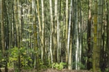 Tall and dense bamboo stalks form a vertical pattern with varying shades of green and brown. The forest floor is scattered with leaves, and small green plants grow among the bamboo. Sunlight filters through the bamboo, creating dappled light and shade throughout the scene.