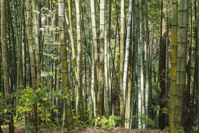 Tall and dense bamboo stalks form a vertical pattern with varying shades of green and brown. The forest floor is scattered with leaves, and small green plants grow among the bamboo. Sunlight filters through the bamboo, creating dappled light and shade throughout the scene.