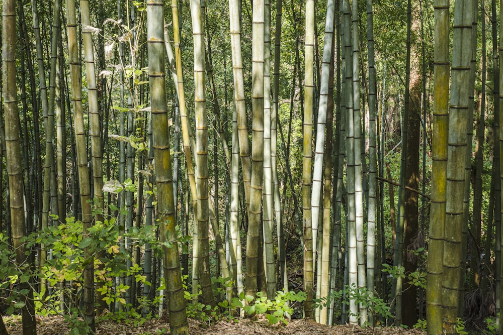 Árboles de bambú verdes y marrones