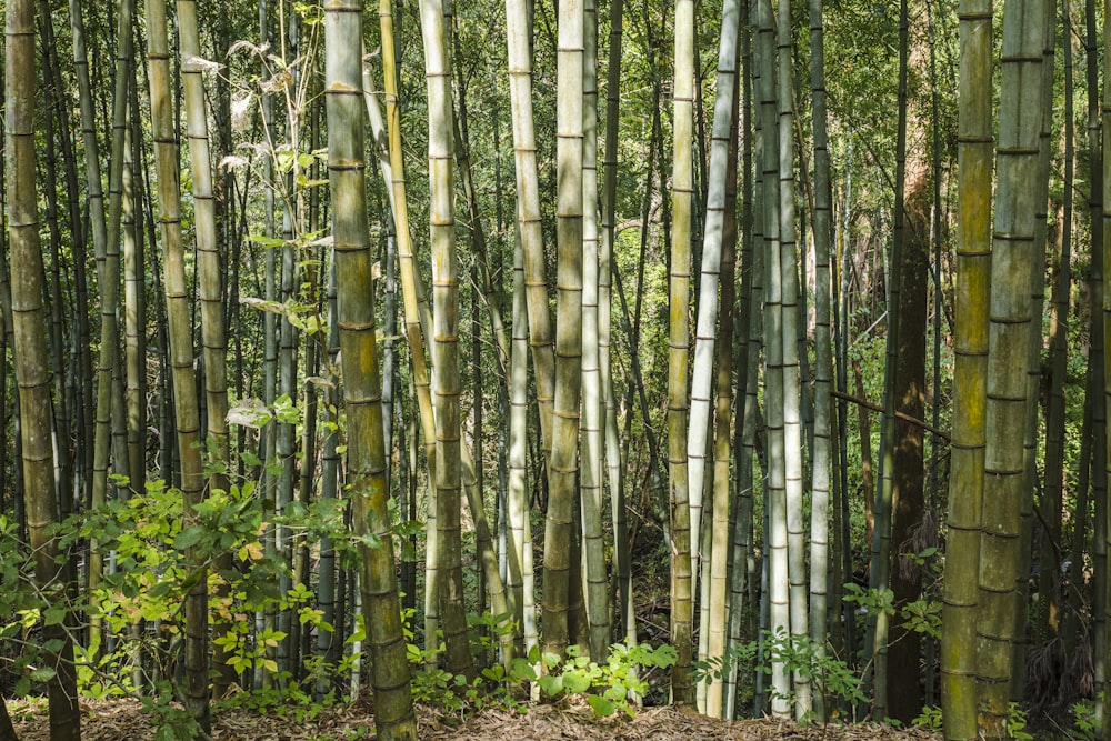 green and brown bamboo trees