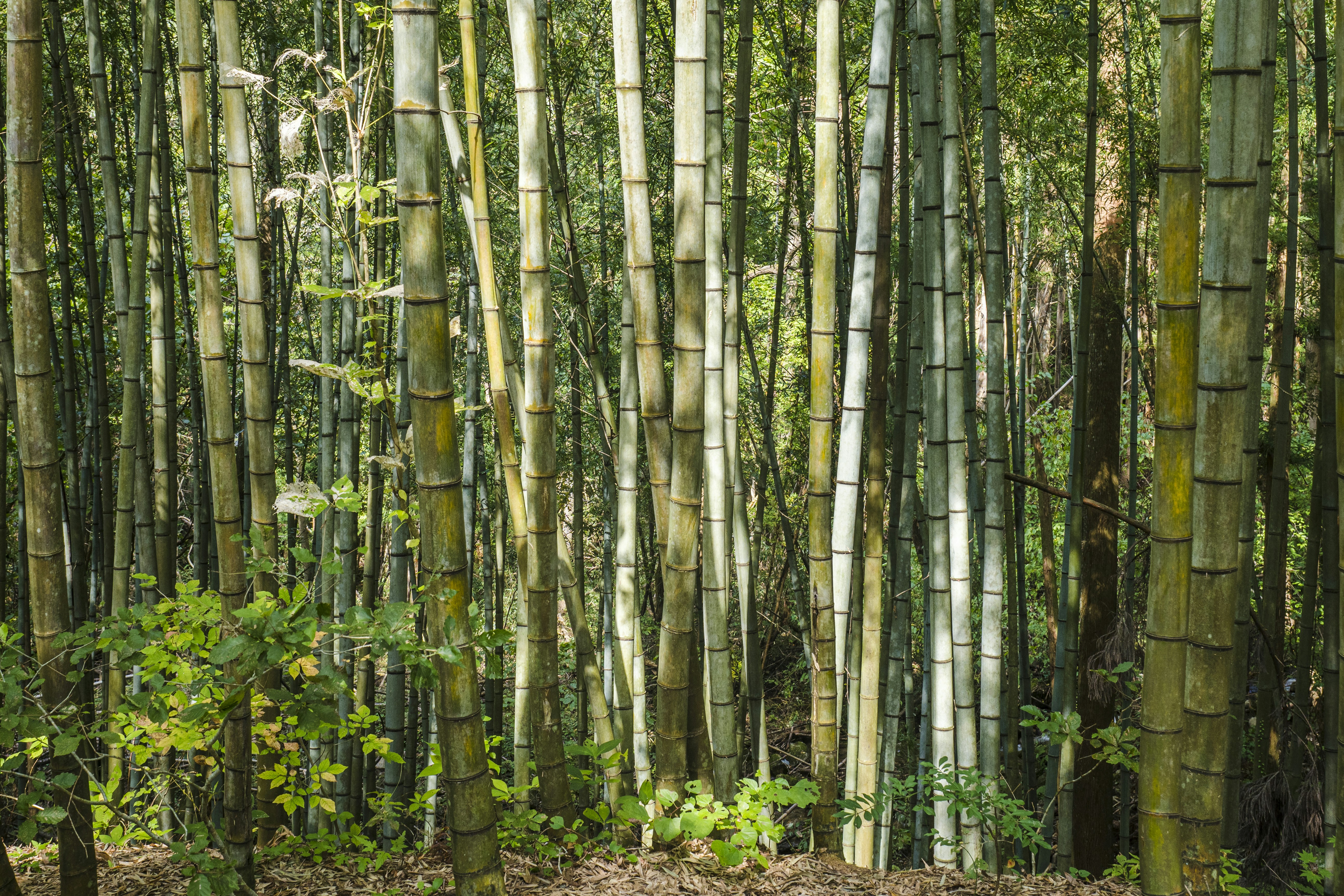 Bamboo forest - Magome Nakatsugawa, Gifu - Japan