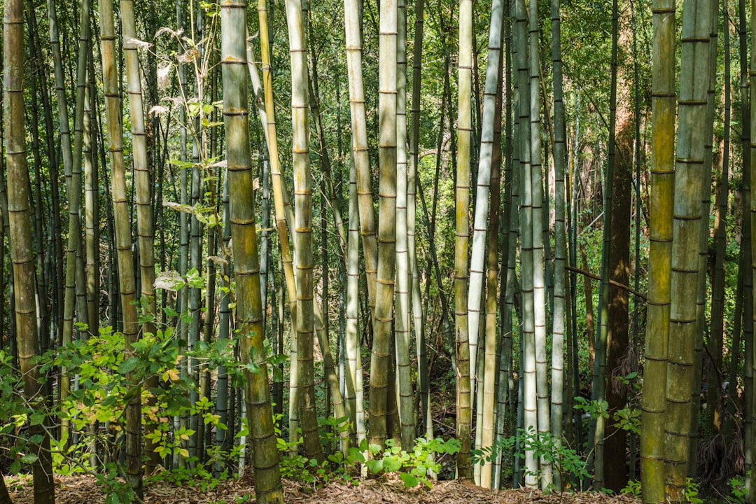 green and brown bamboo trees