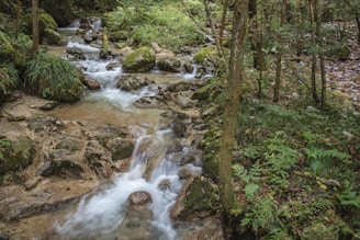 A tranquil scene of a small stream flowing through a forest.