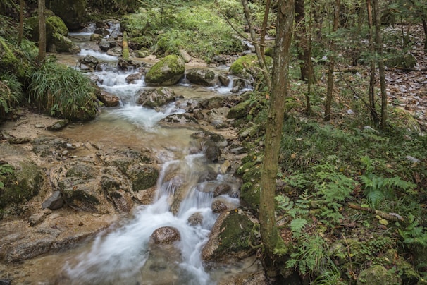 A tranquil nature scene with flowing water.