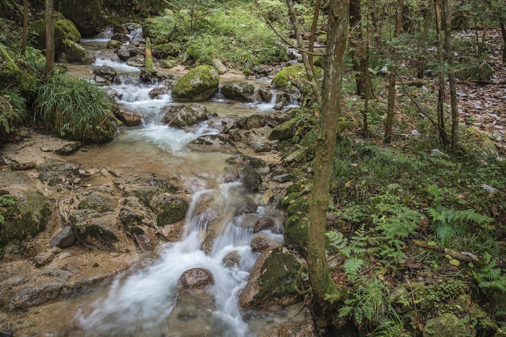 fiume in mezzo alla foresta durante il giorno