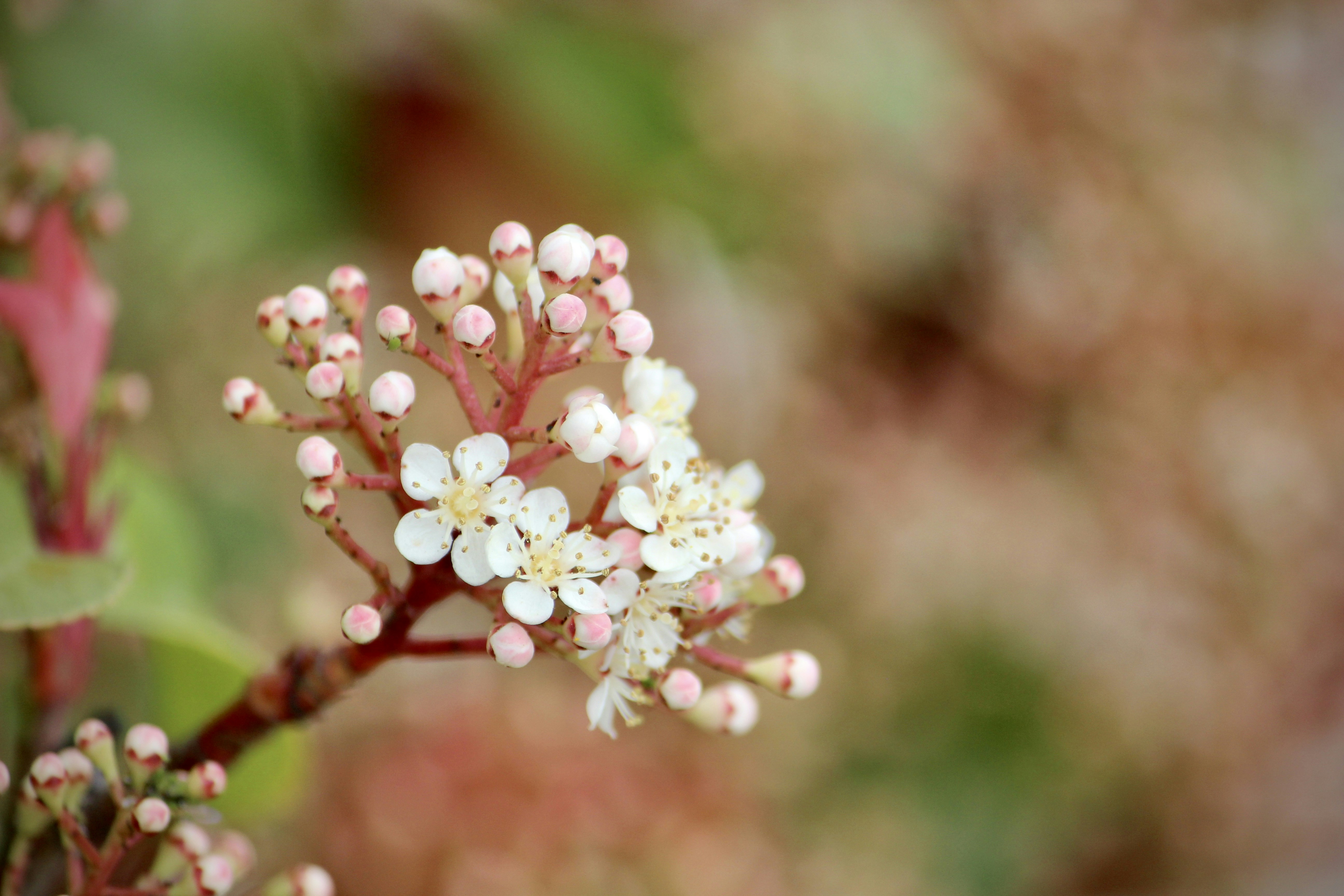 Photo by cansindogaalis