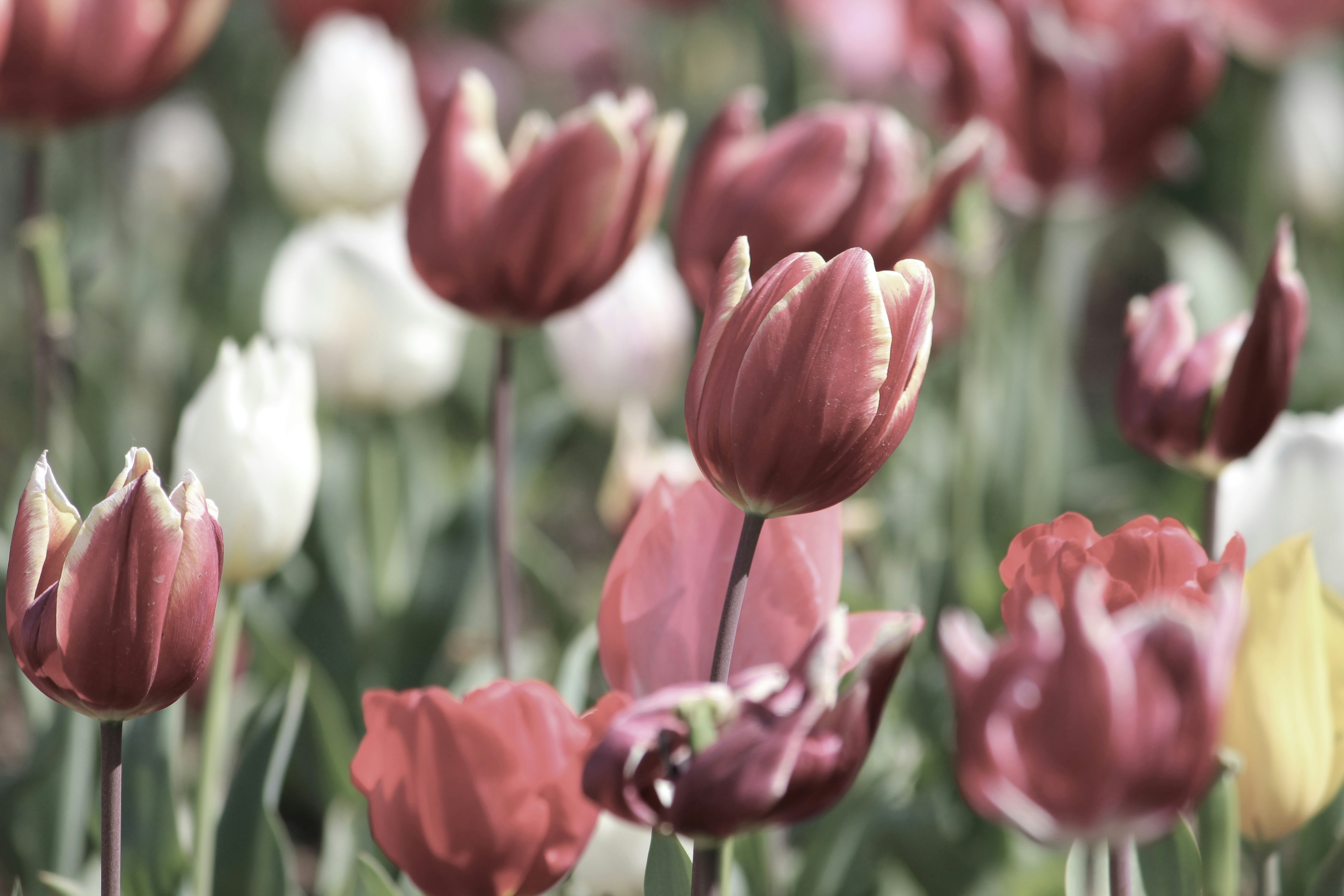 Photo by cansindogaalis