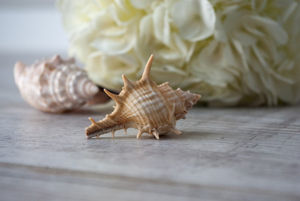 white and brown seashell on white wooden table
