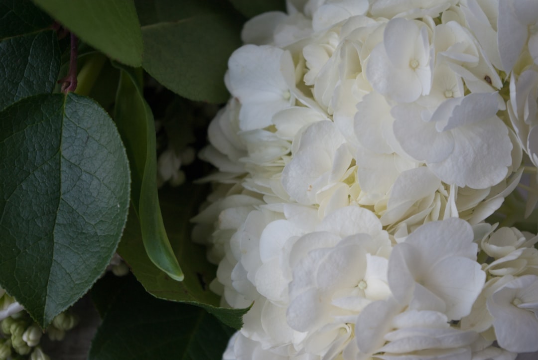 white flower with green leaves