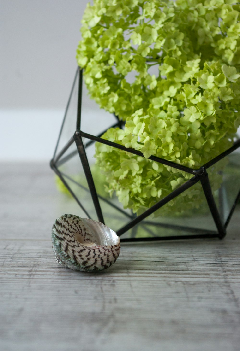 green plant on brown wooden table