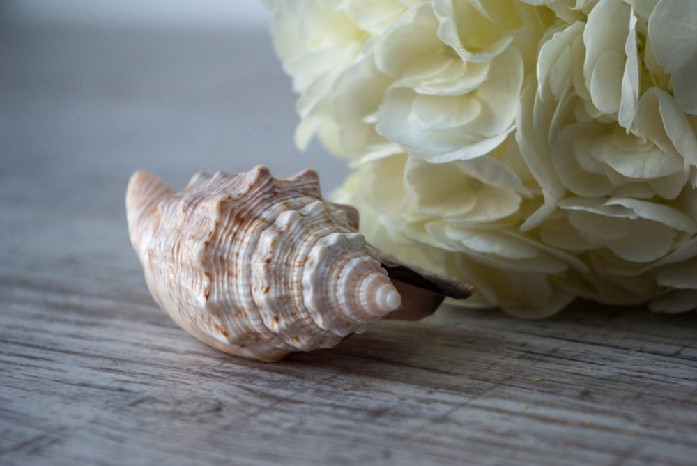 fleur blanche sur table en bois marron