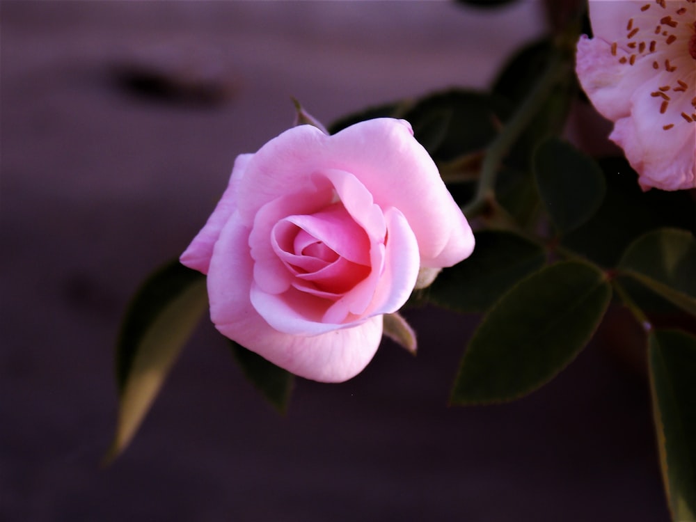 rosa in fiore durante il giorno