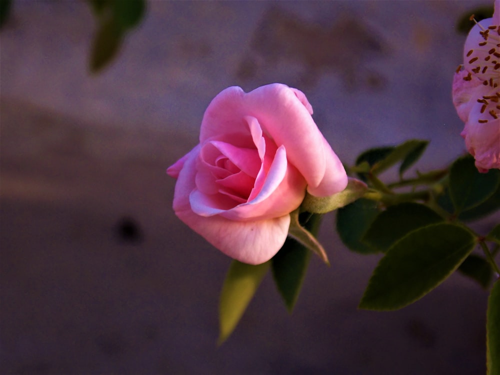 pink rose in bloom during daytime