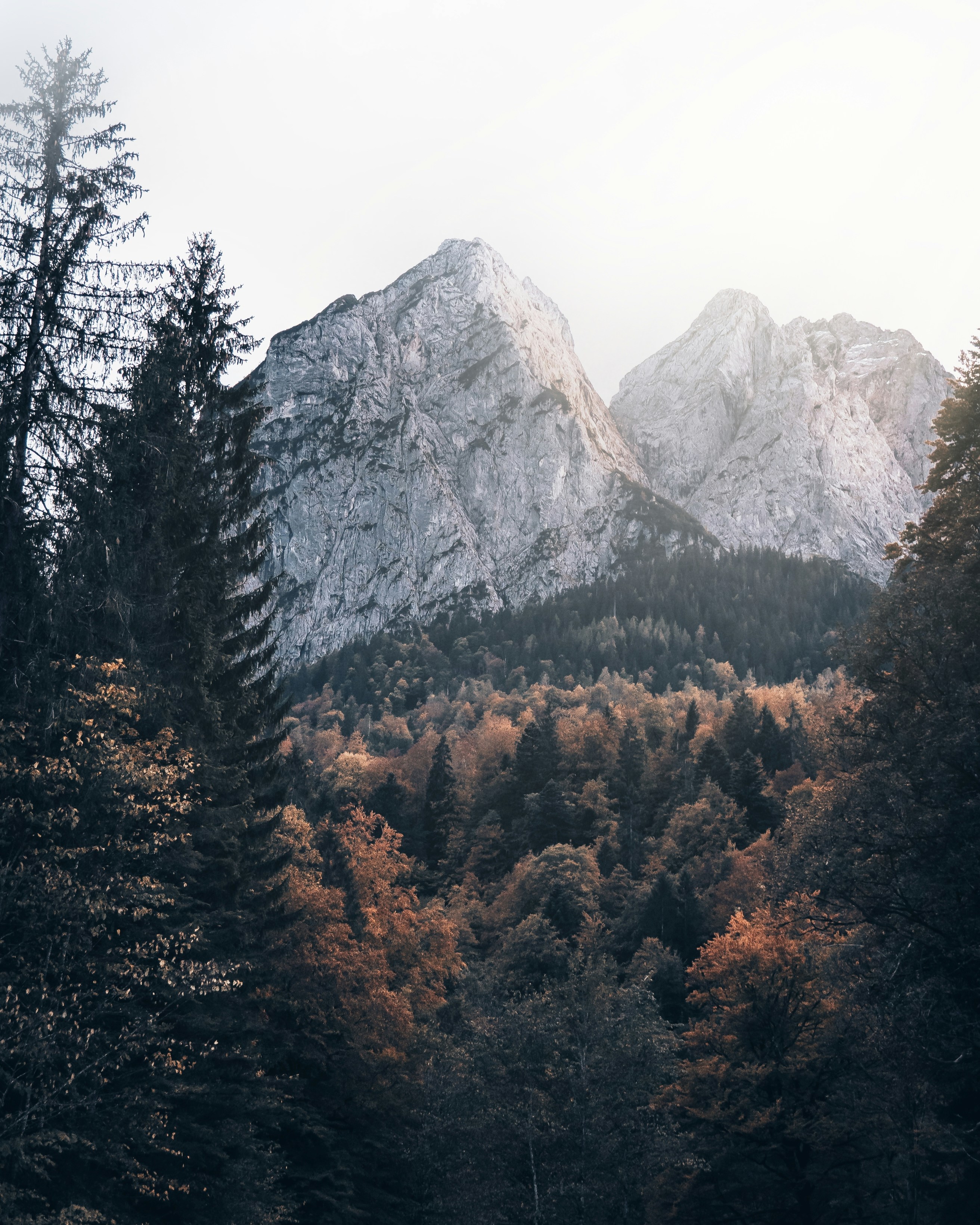 Grüne Bäume in der Nähe von Gray Mountain tagsüber