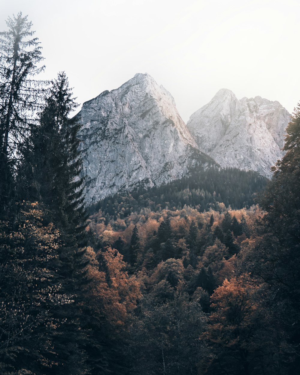 green trees near gray mountain during daytime