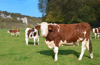 brown and white cow on green grass field during daytime