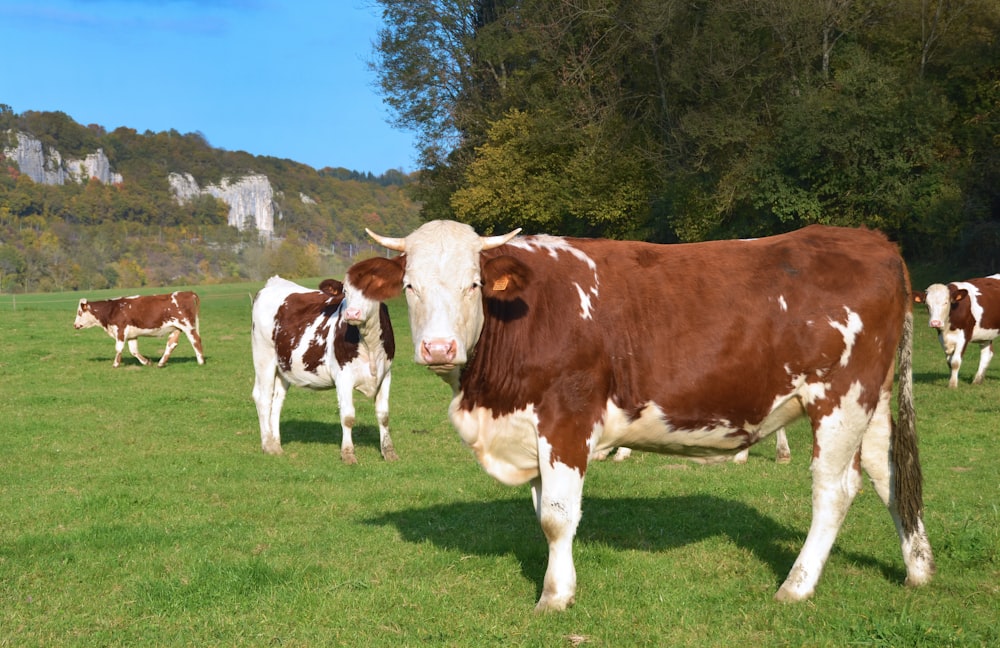 vaca marrom e branca no campo de grama verde durante o dia