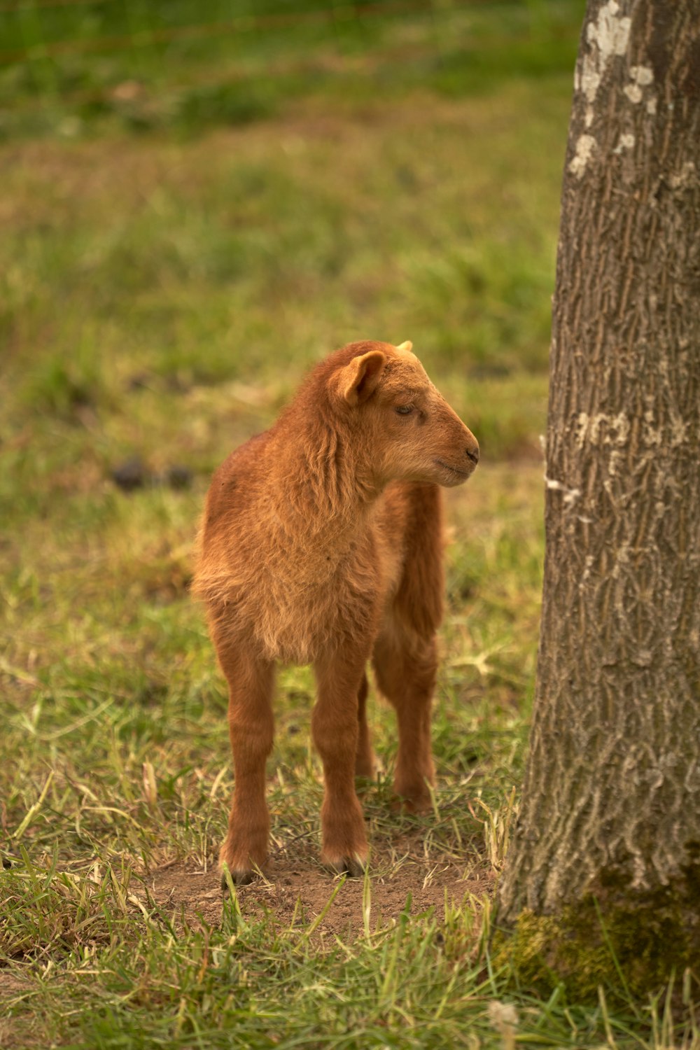 brauner kurzhaariger Hund tagsüber auf grünem Grasfeld