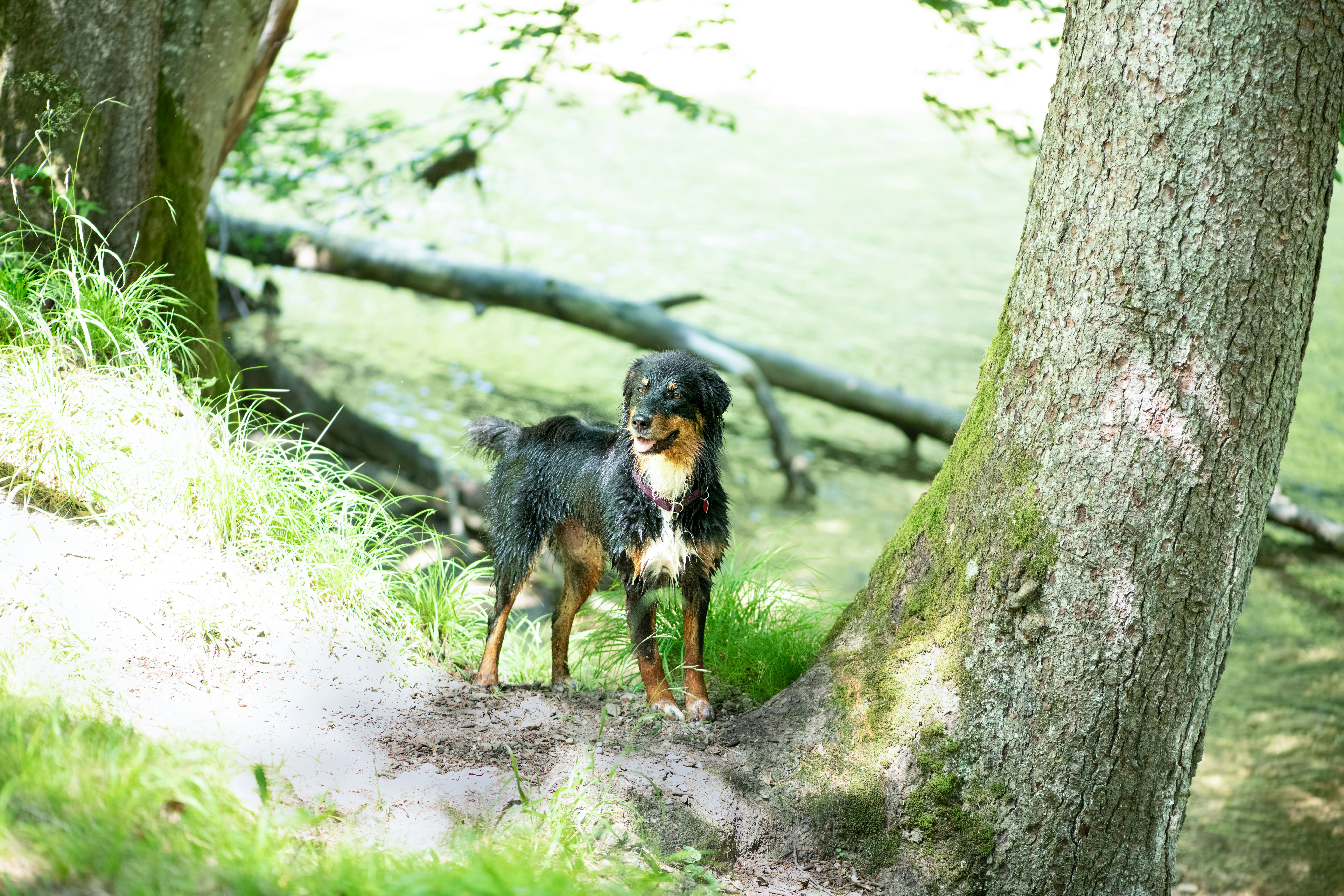 black and tan short coat small dog standing on dirt road during daytime